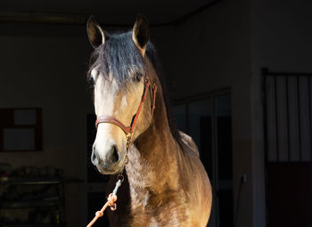 Horse in stable