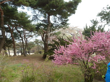 View of trees on landscape