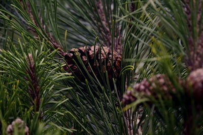 Close-up of plants