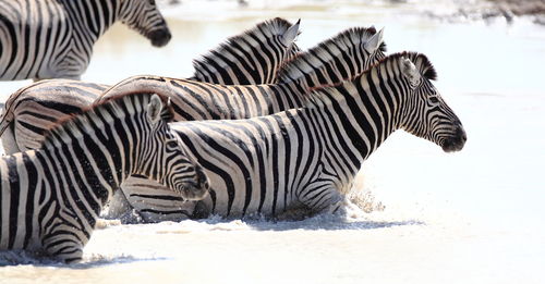 Zebras sitting in the wild