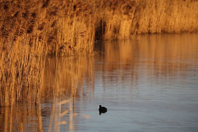 Duck swimming in lake