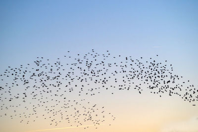 Low angle view of birds flying in sky