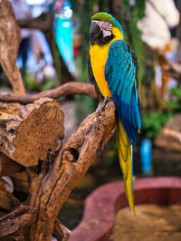 Close-up of parrot perching on tree