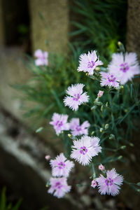 Close-up of pink flowering plants