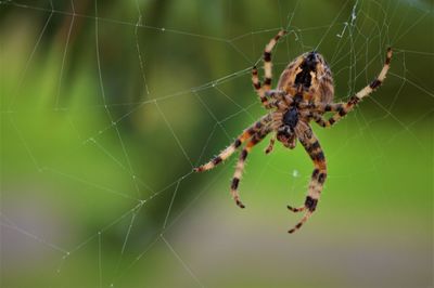 Close-up of spider on web