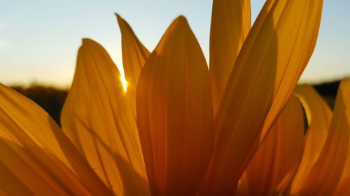 Close-up of yellow flowers blooming against sky