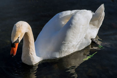 Swan floating on lake