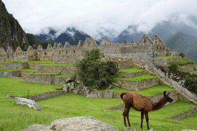 Giraffes on mountain against cloudy sky