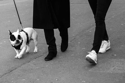 Low section view of two people walking with puppy