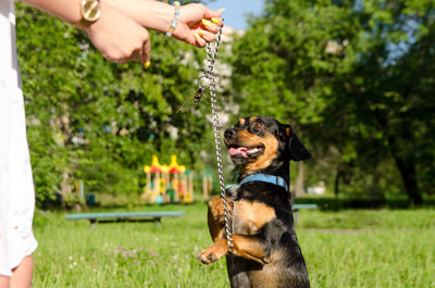 A cute dog asks for a treat that a girl is holding in her hand.