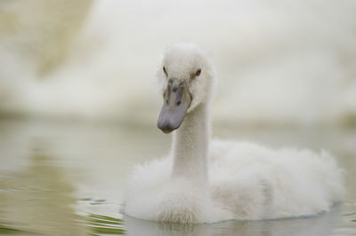 Close-up of swan swimming in lake