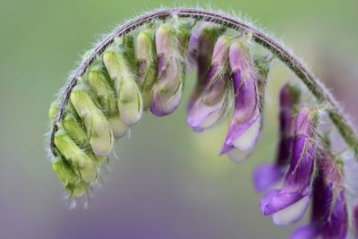 Close-up of purple flower