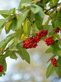 Close-up of berries growing on tree