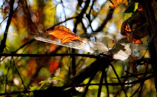 Close-up of leaves on branch