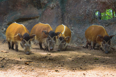 Red river hogs will live show in the forest zoo.