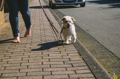 Low section of person with dog on footpath