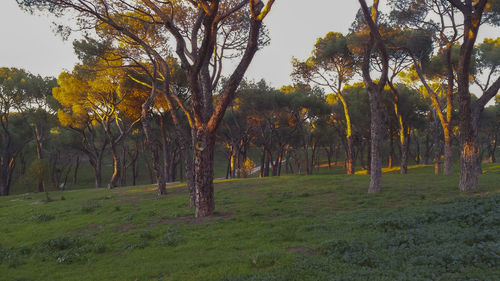 Trees on grassy field