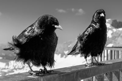 Close-up of birds