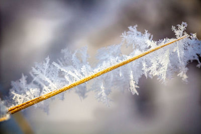 Close-up of snow covered plant