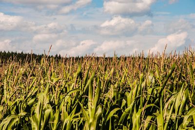 Crops growing on field against sky