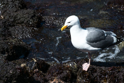 High angle view of seagull on rock