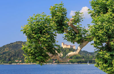 Scenic view of tree against clear blue sky