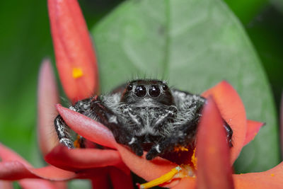 Close-up of spider flower
