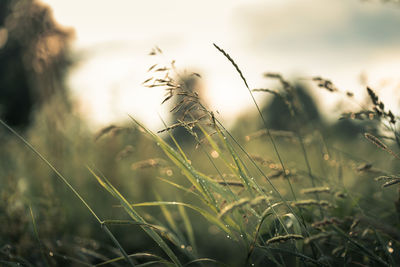 Close-up of dew drops on grass