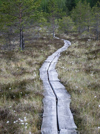 Road amidst trees in forest