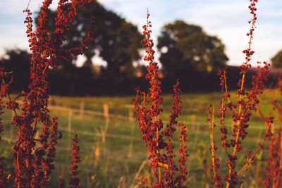 Close-up of plants against sky