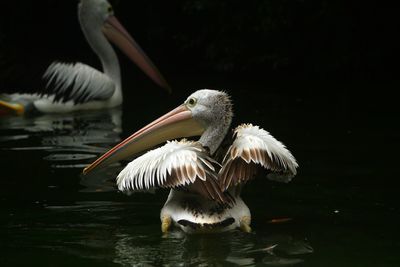 Pelican swimming in lake