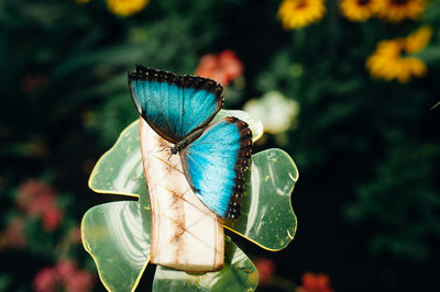 Close-up of blue morpho butterfly pollinating on flower