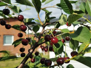 Close-up of berries growing on tree