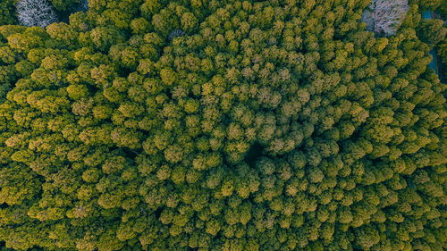 Aerial view of trees growing in forest