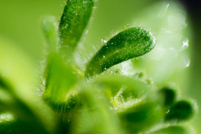 Close-up of water drops on plant