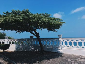 Trees by plants against blue sky