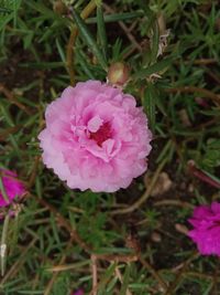 High angle view of pink flowering plant on field