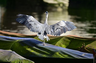 Gray heron perching on cover boat