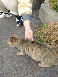 High angle view of hand holding cat