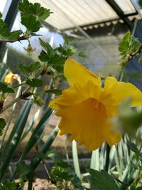 Close-up of yellow flowers