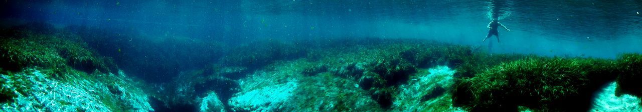 Close up of coral underwater