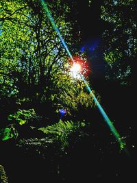 Low angle view of trees