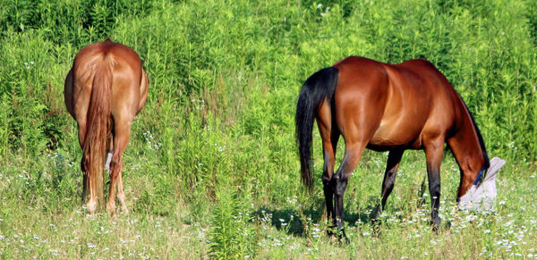 Cows grazing on grassy field
