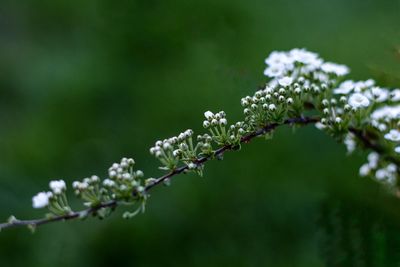 Close-up of white flowering plant