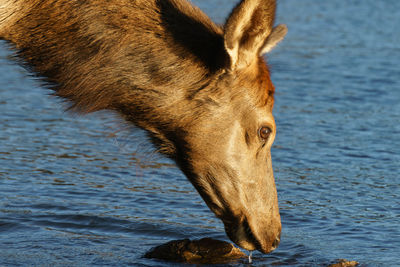 Female elk drinking from a lake