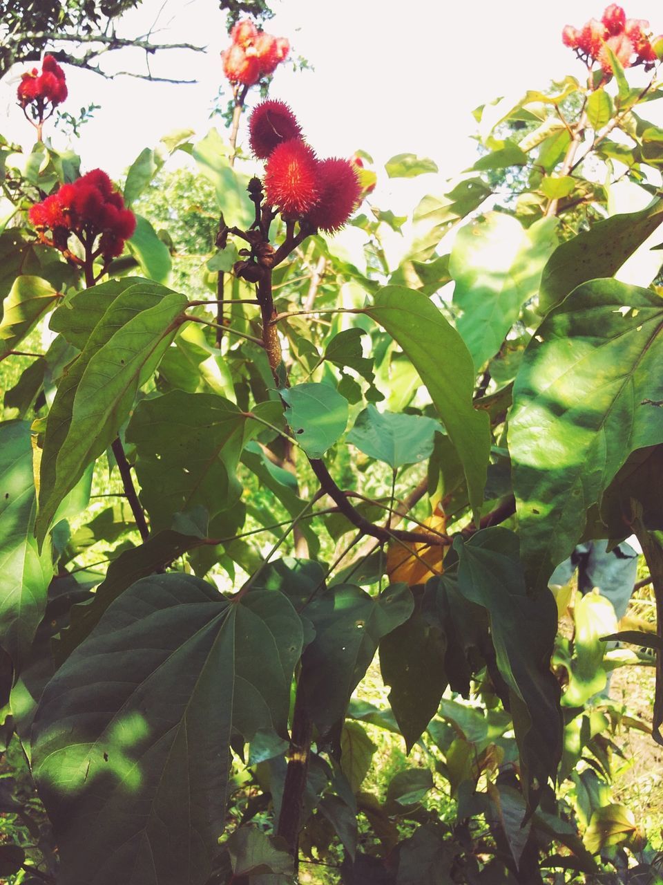 LOW ANGLE VIEW OF RED LEAVES