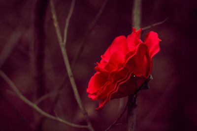 Close-up of red rose