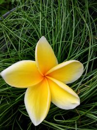 Close-up of yellow flower blooming in field