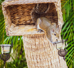 Close-up of squirrel on tree trunk