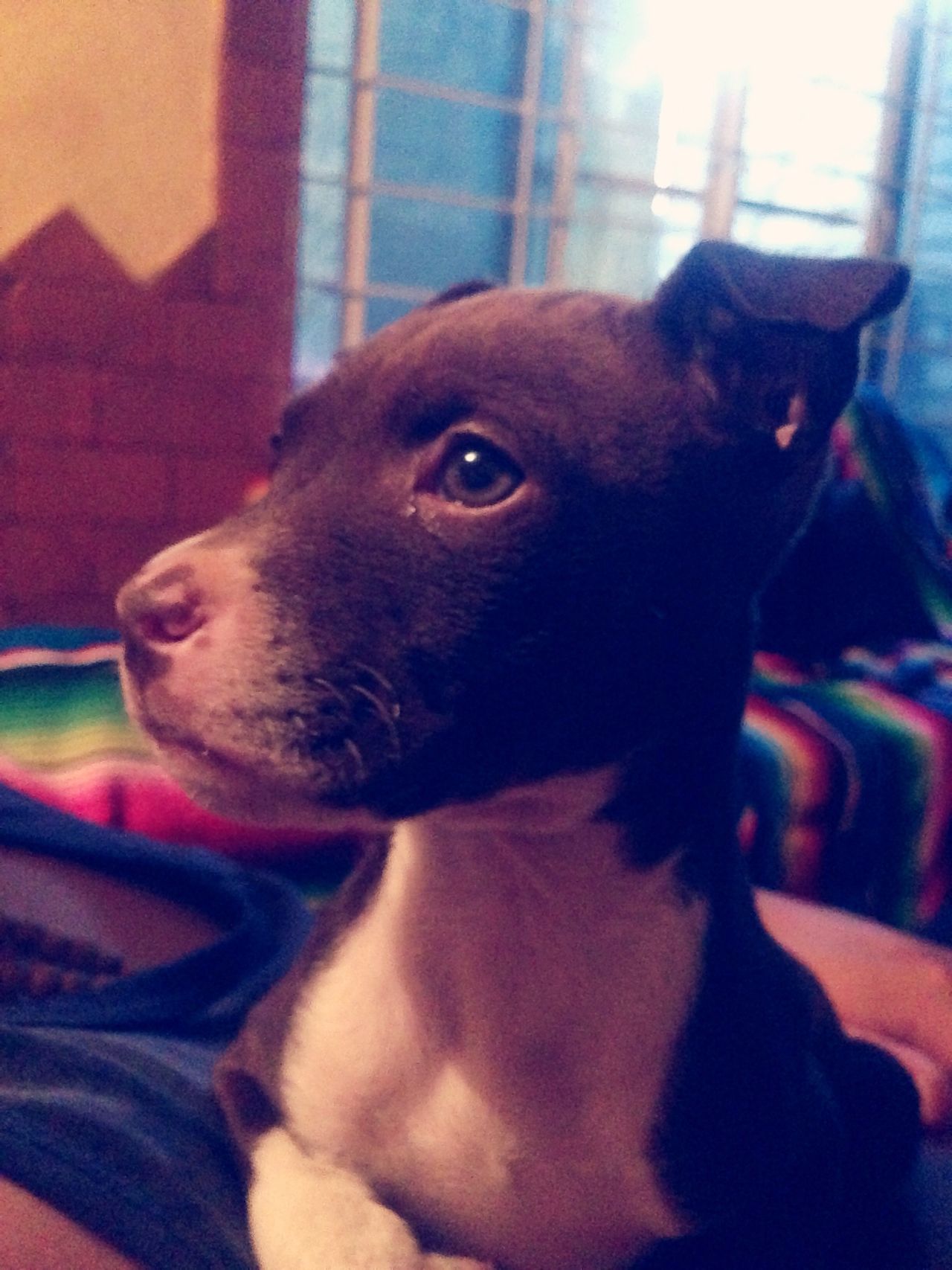 Pitbull layla <3